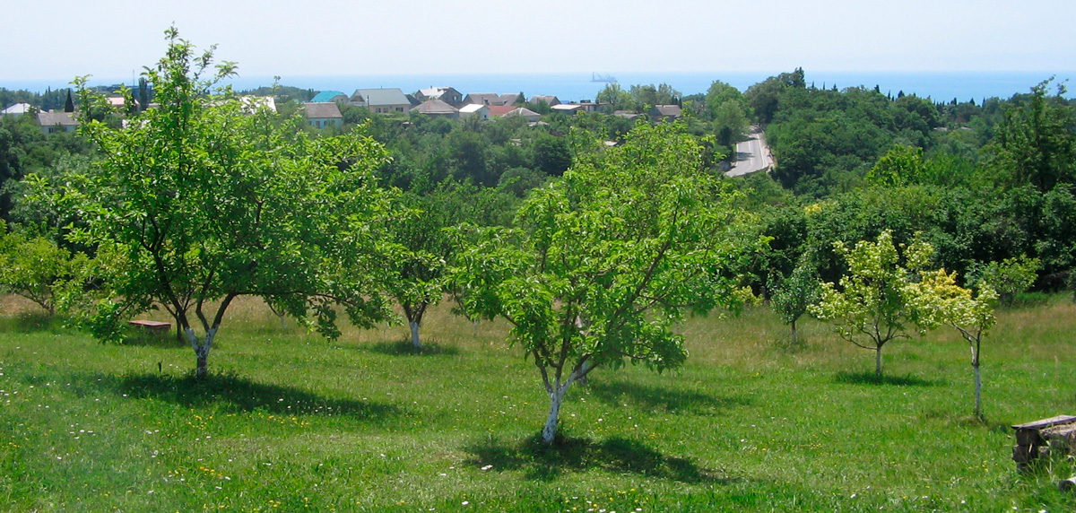 Плодовые деревья в Вишнёвке и вид на береговую линию